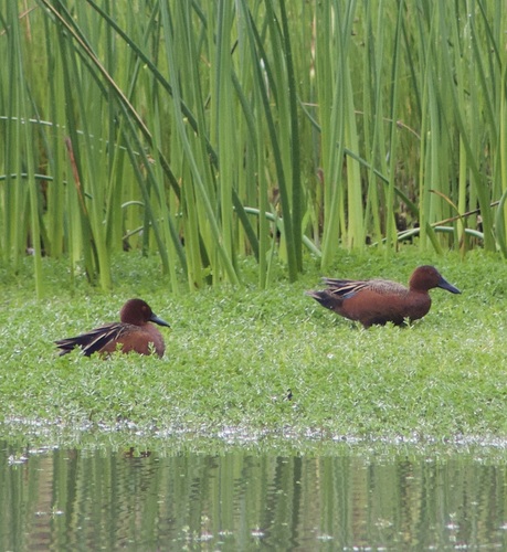 iNaturalist observation photo of Cinnamon Teal
