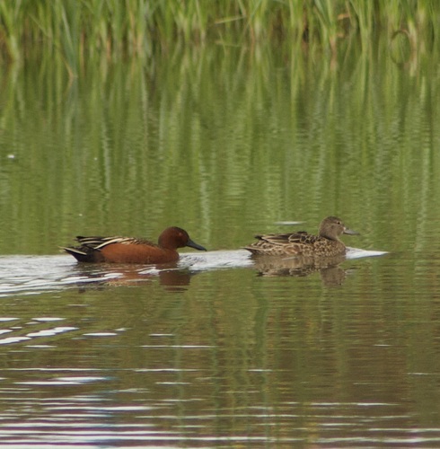 iNaturalist observation photo of Cinnamon Teal