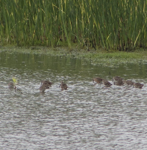 iNaturalist observation photo of Long-billed Dowitcher