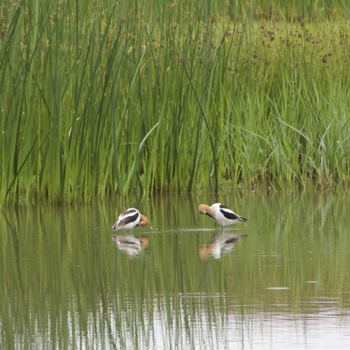 iNaturalist observation photo of American Avocet
