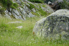 Carduelis citrinella