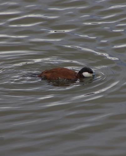 iNaturalist observation photo of Ruddy Duck