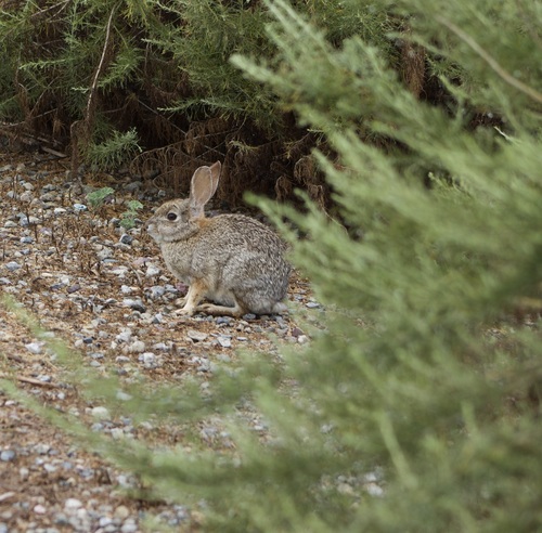 iNaturalist observation photo of Cottontail Rabbits