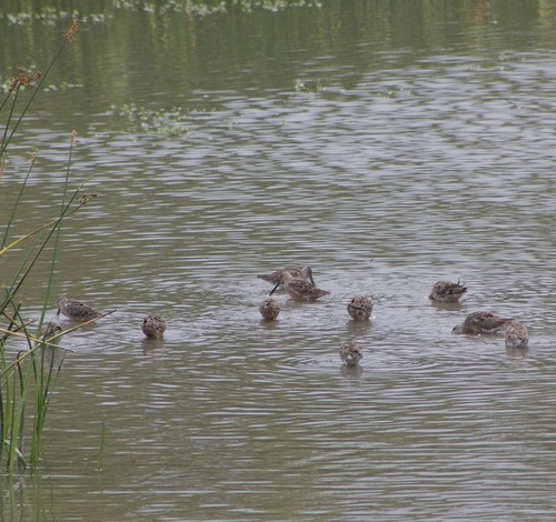 iNaturalist observation photo of Long-billed Dowitcher