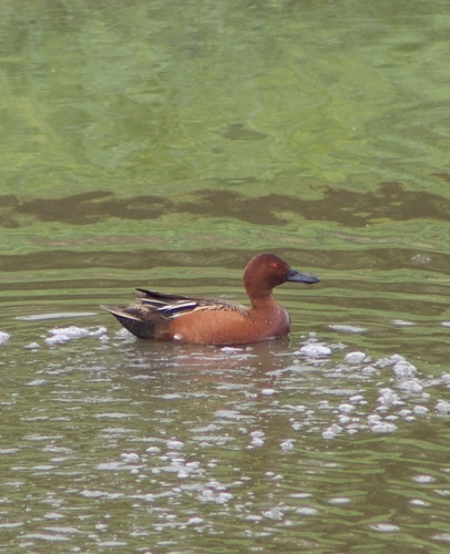 iNaturalist observation photo of Cinnamon Teal