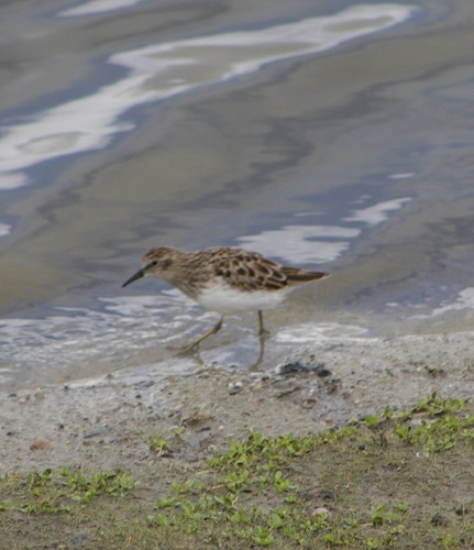 iNaturalist observation photo of Least Sandpiper