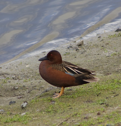 iNaturalist observation photo of Cinnamon Teal