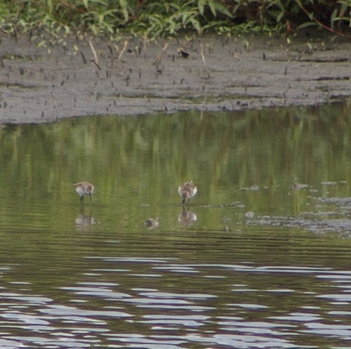 iNaturalist observation photo of Western Sandpiper