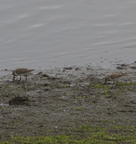 iNaturalist observation photo of Western Sandpiper