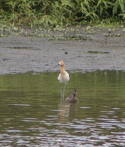 iNaturalist observation photo of American Avocet