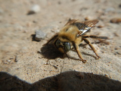 Xylocopa tabaniformis androleuca