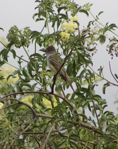 iNaturalist observation photo of Ash-throated Flycatcher