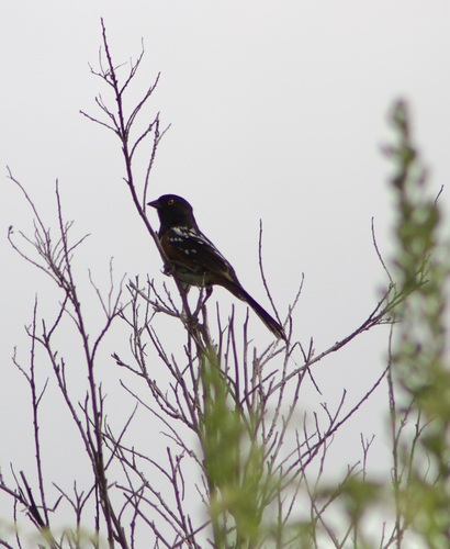 iNaturalist observation photo of Spotted Towhee