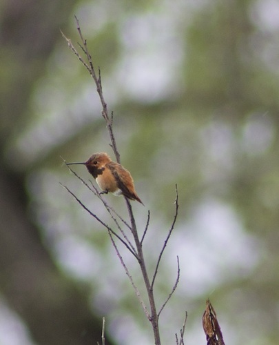 iNaturalist observation photo of Rufous Hummingbird