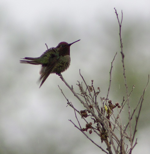 iNaturalist observation photo of Anna's Hummingbird