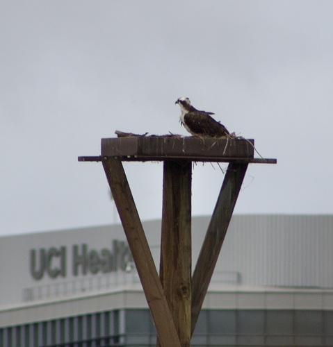 iNaturalist observation photo of Osprey