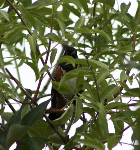 iNaturalist observation photo of Spotted Towhee