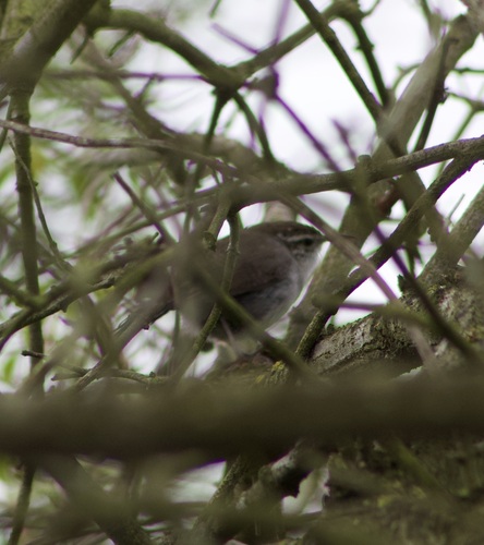 iNaturalist observation photo of Bewick's Wren