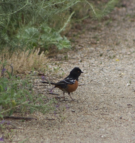iNaturalist observation photo of Spotted Towhee