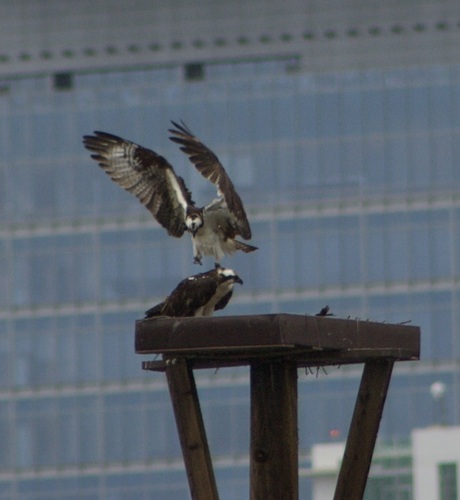 iNaturalist observation photo of Osprey
