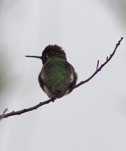 iNaturalist observation photo of Anna's Hummingbird