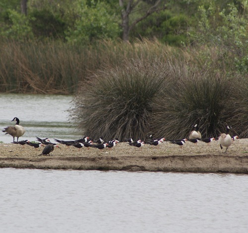 iNaturalist observation photo of Black Skimmer