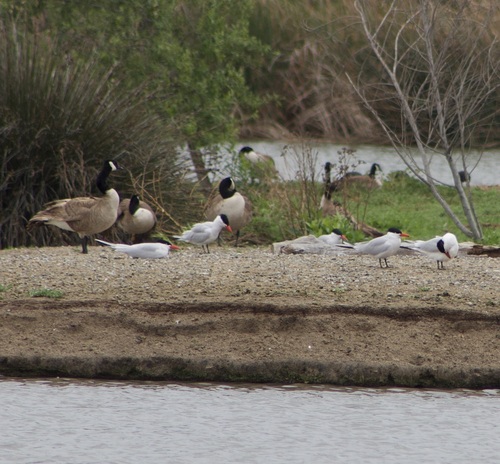 iNaturalist observation photo of Caspian Tern