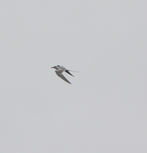 iNaturalist observation photo of Forster's Tern