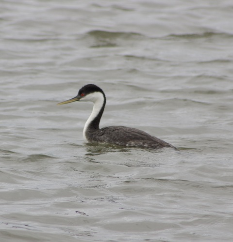 iNaturalist observation photo of Western Grebe