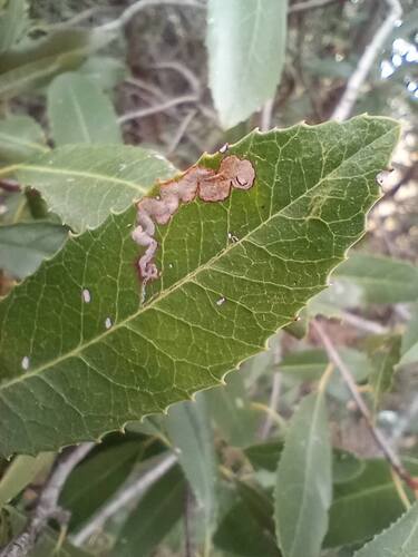 Stigmella heteromelis photo 2
