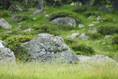 Carduelis citrinella