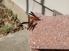 Fuscopolistes