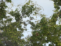 Basilinna xantusii