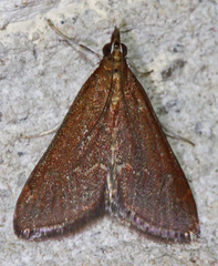 Pyrausta atropurpuralis