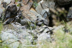 Carduelis citrinella