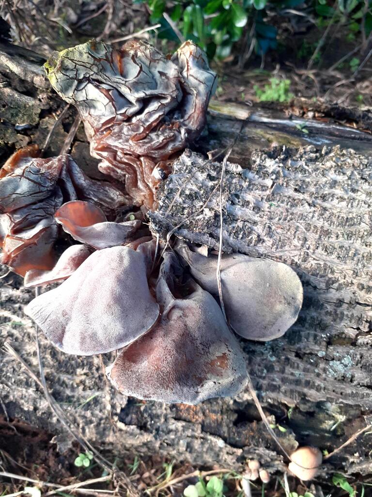 Auricularia cornea · April 2026 · photo: © zemlya (iNaturalist, cc-by)
