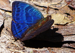 Euriphene