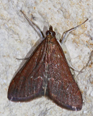 Pyrausta atropurpuralis