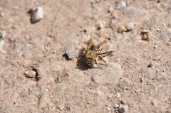 Xylocopa tabaniformis androleuca