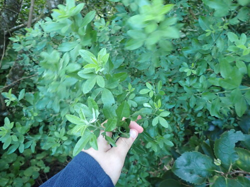Genista stenopetala, photograph 3