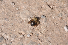 Xylocopa tabaniformis androleuca