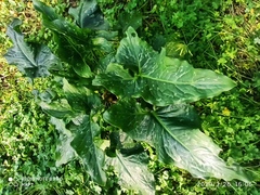 Arum italicum