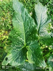 Arum italicum