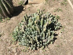 Euphorbia resinifera