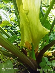 Arum italicum