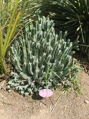 Euphorbia resinifera