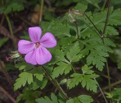 Geranium yeoi