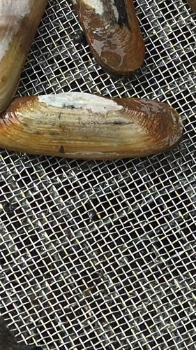 iNaturalist observation photo of California Jackknife Clam