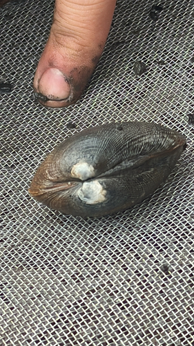 iNaturalist observation photo of Japanese Littleneck