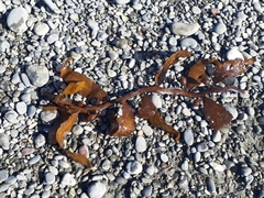 Carpophyllum flexuosum